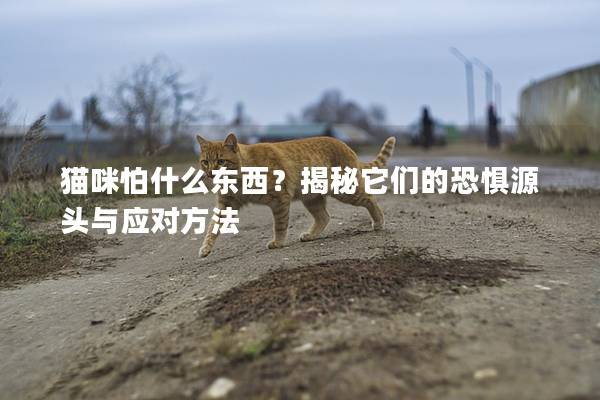 猫咪怕什么东西？揭秘它们的恐惧源头与应对方法