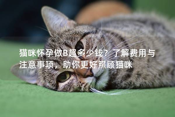 猫咪怀孕做B超多少钱？了解费用与注意事项，助你更好照顾猫咪