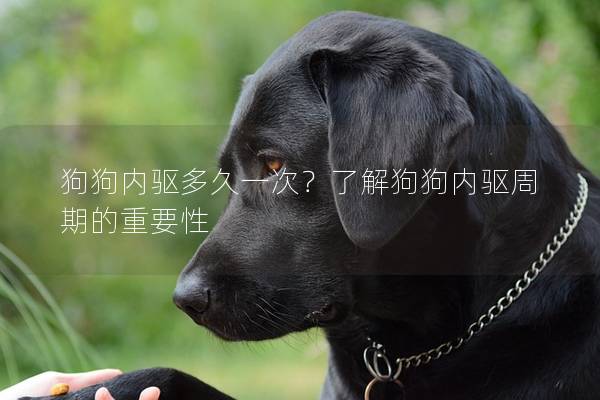 狗狗内驱多久一次？了解狗狗内驱周期的重要性