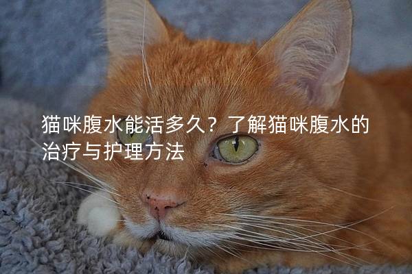 猫咪腹水能活多久？了解猫咪腹水的治疗与护理方法