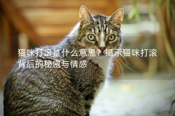 猫咪打滚是什么意思？揭示猫咪打滚背后的秘密与情感