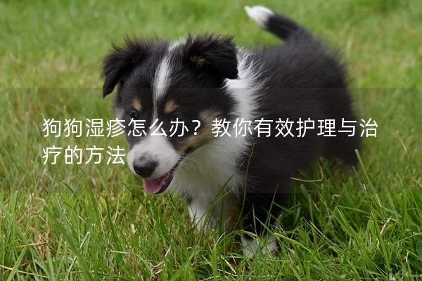 狗狗湿疹怎么办？教你有效护理与治疗的方法