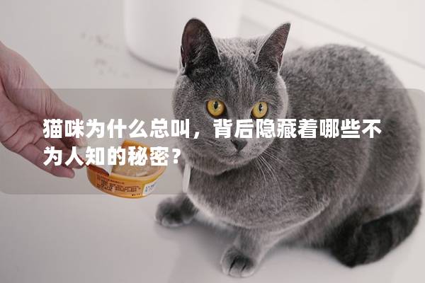 猫咪为什么总叫，背后隐藏着哪些不为人知的秘密？