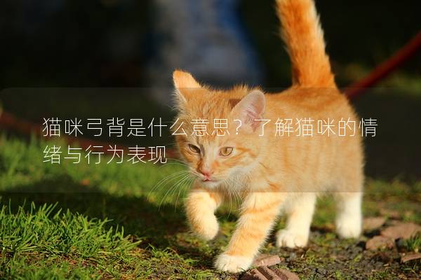 猫咪弓背是什么意思？了解猫咪的情绪与行为表现