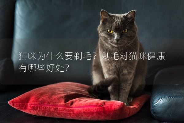 猫咪为什么要剃毛？剃毛对猫咪健康有哪些好处？