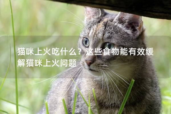 猫咪上火吃什么？这些食物能有效缓解猫咪上火问题