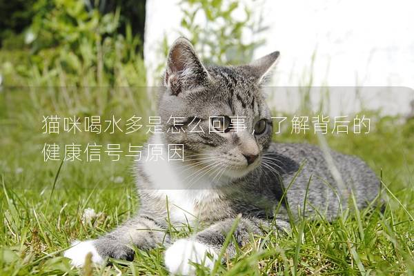 猫咪喝水多是怎么回事，了解背后的健康信号与原因