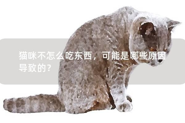 猫咪不怎么吃东西，可能是哪些原因导致的？