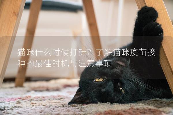 猫咪什么时候打针？了解猫咪疫苗接种的最佳时机与注意事项