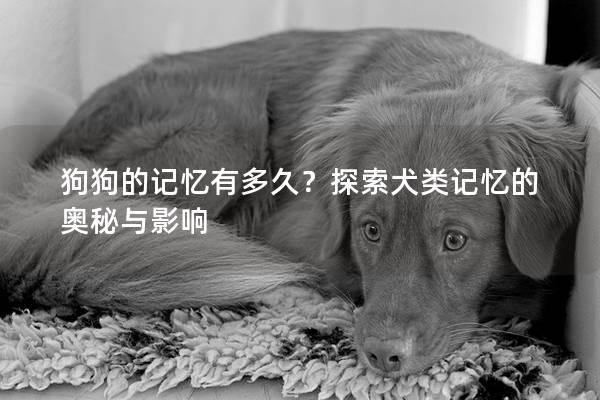 狗狗的记忆有多久？探索犬类记忆的奥秘与影响