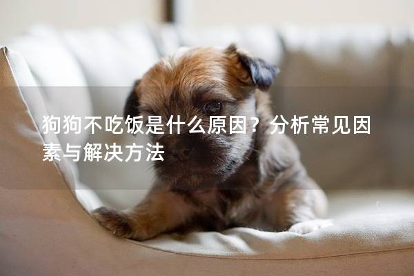 狗狗不吃饭是什么原因？分析常见因素与解决方法