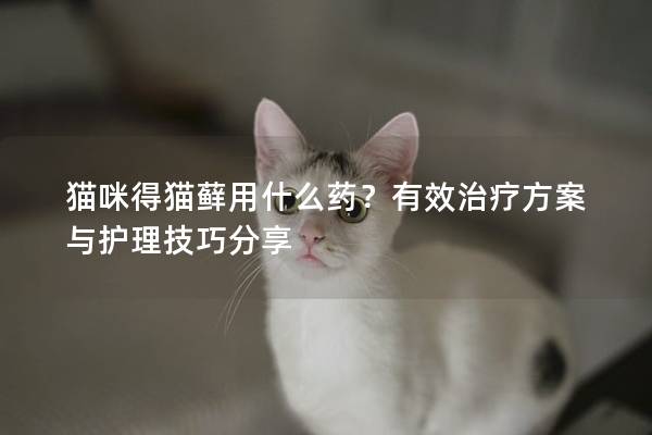 猫咪得猫藓用什么药？有效治疗方案与护理技巧分享