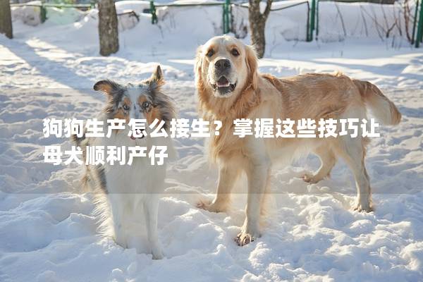 狗狗生产怎么接生？掌握这些技巧让母犬顺利产仔