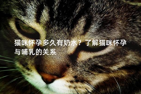 猫咪怀孕多久有奶水？了解猫咪怀孕与哺乳的关系