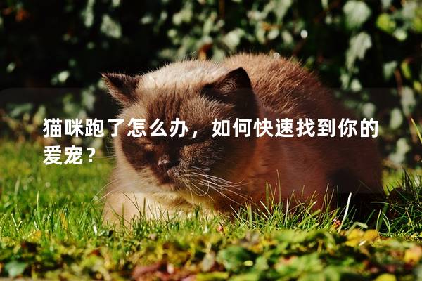 猫咪跑了怎么办，如何快速找到你的爱宠？