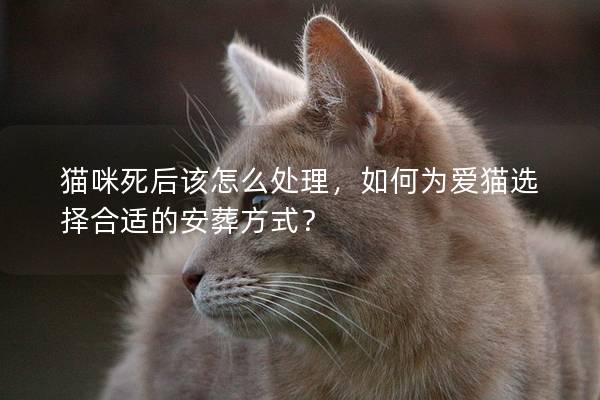 猫咪死后该怎么处理，如何为爱猫选择合适的安葬方式？