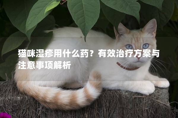 猫咪湿疹用什么药？有效治疗方案与注意事项解析