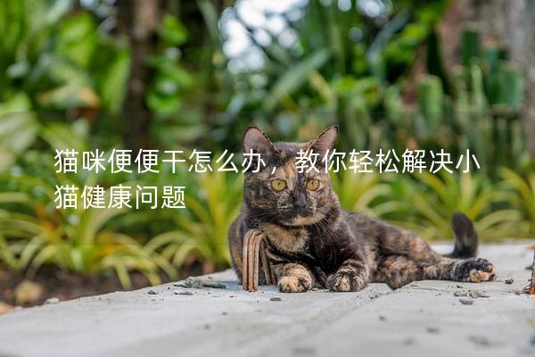 猫咪便便干怎么办，教你轻松解决小猫健康问题