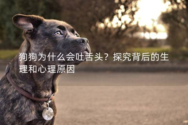 狗狗为什么会吐舌头？探究背后的生理和心理原因