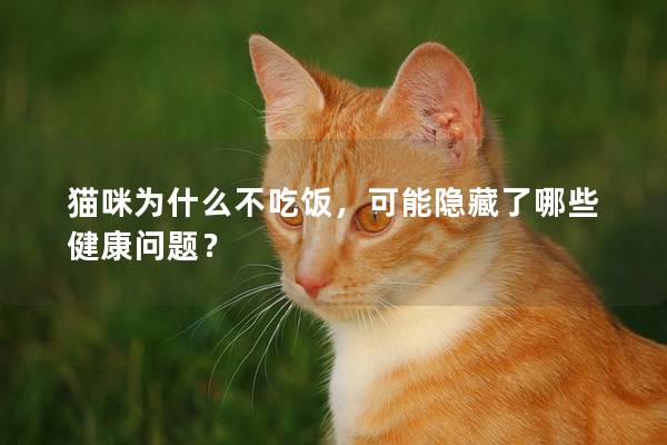 猫咪为什么不吃饭，可能隐藏了哪些健康问题？