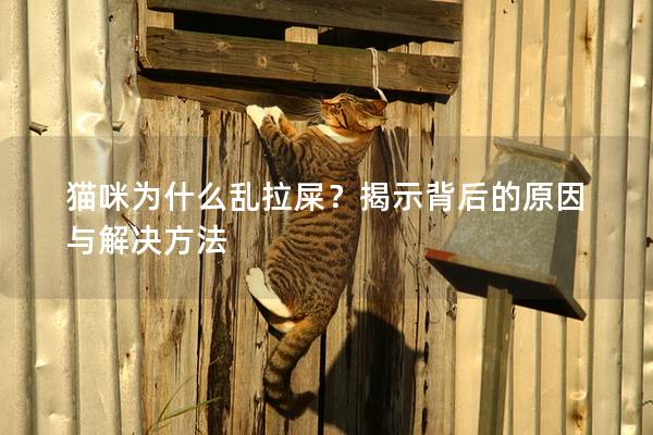 猫咪为什么乱拉屎？揭示背后的原因与解决方法