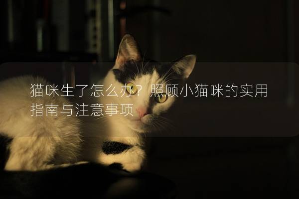 猫咪生了怎么办？照顾小猫咪的实用指南与注意事项