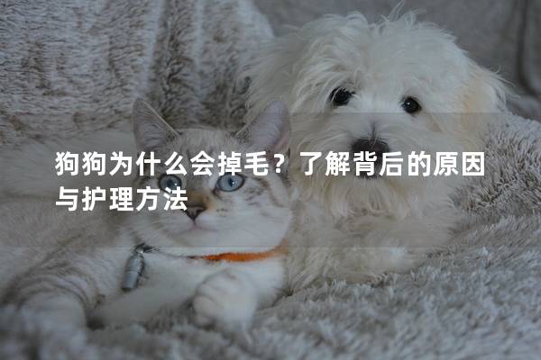 狗狗为什么会掉毛？了解背后的原因与护理方法