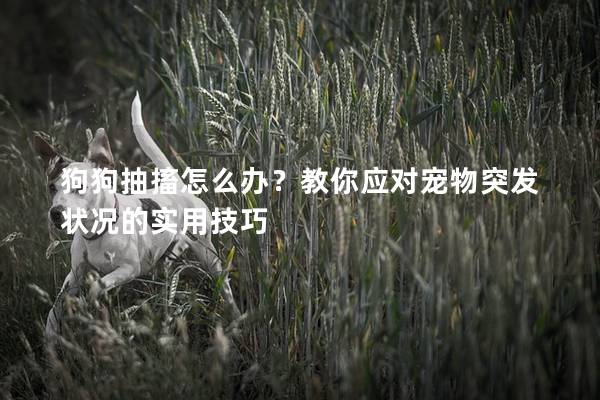 狗狗抽搐怎么办？教你应对宠物突发状况的实用技巧