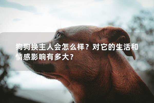 狗狗换主人会怎么样？对它的生活和情感影响有多大？