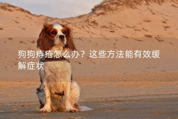 狗狗痔疮怎么办？这些方法能有效缓解症状