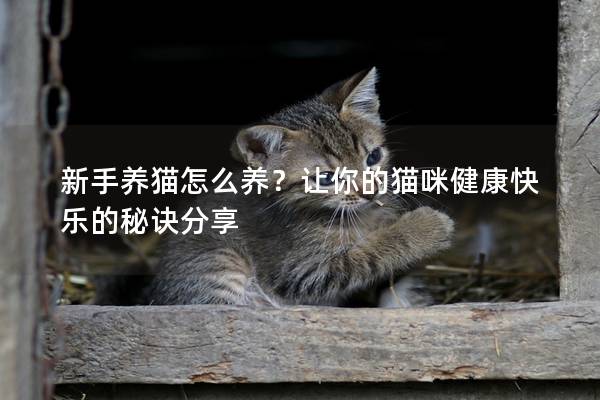 新手养猫怎么养？让你的猫咪健康快乐的秘诀分享