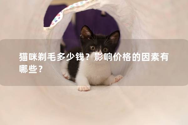 猫咪剃毛多少钱？影响价格的因素有哪些？