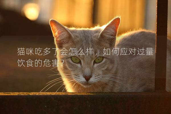 猫咪吃多了会怎么样，如何应对过量饮食的危害？