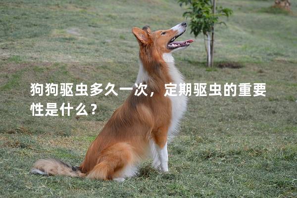 狗狗驱虫多久一次，定期驱虫的重要性是什么？