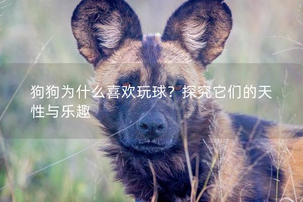 狗狗为什么喜欢玩球？探究它们的天性与乐趣