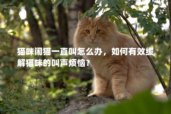 猫咪闹猫一直叫怎么办，如何有效缓解猫咪的叫声烦恼？