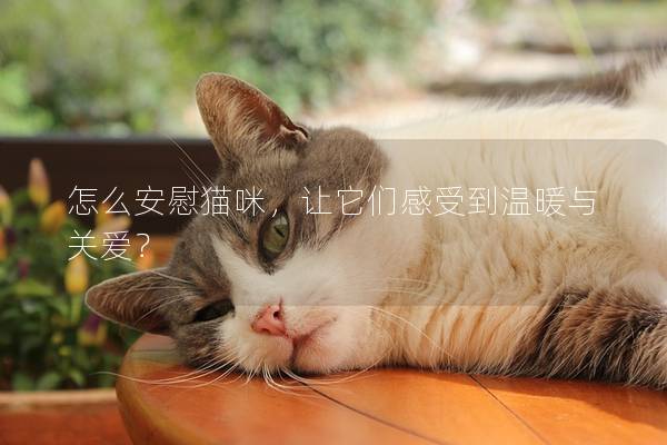 怎么安慰猫咪，让它们感受到温暖与关爱？