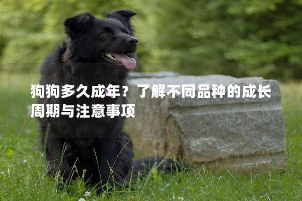 狗狗多久成年？了解不同品种的成长周期与注意事项