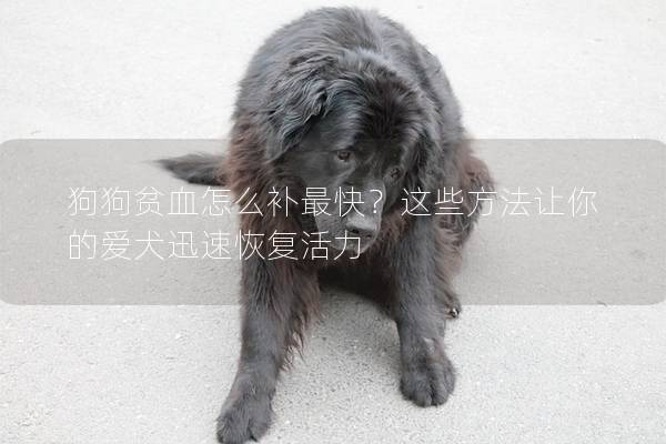 狗狗贫血怎么补最快？这些方法让你的爱犬迅速恢复活力