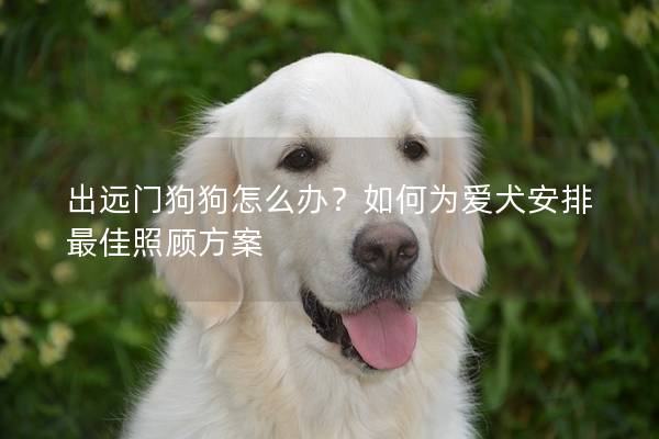 出远门狗狗怎么办？如何为爱犬安排最佳照顾方案