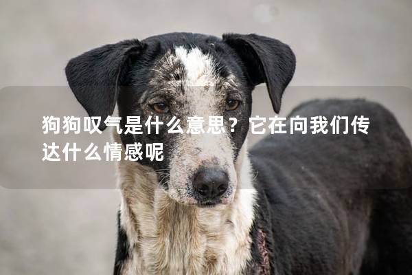 狗狗叹气是什么意思？它在向我们传达什么情感呢