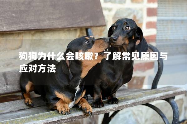 狗狗为什么会咳嗽？了解常见原因与应对方法