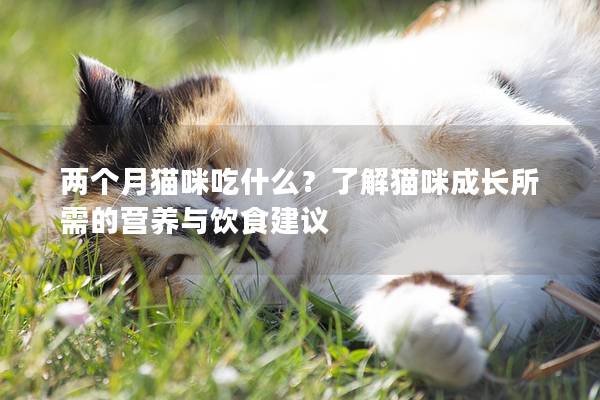 两个月猫咪吃什么？了解猫咪成长所需的营养与饮食建议