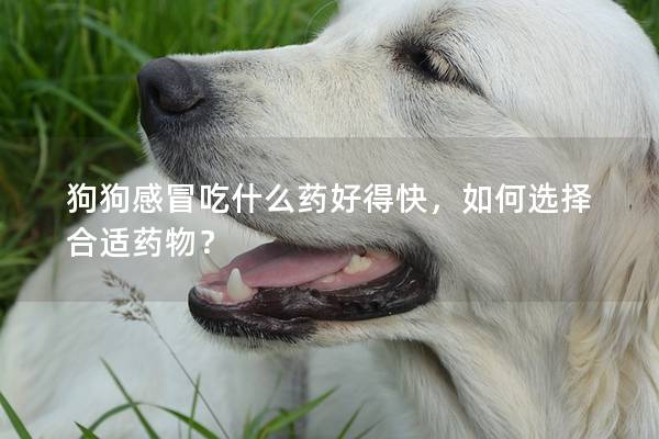 狗狗感冒吃什么药好得快，如何选择合适药物？