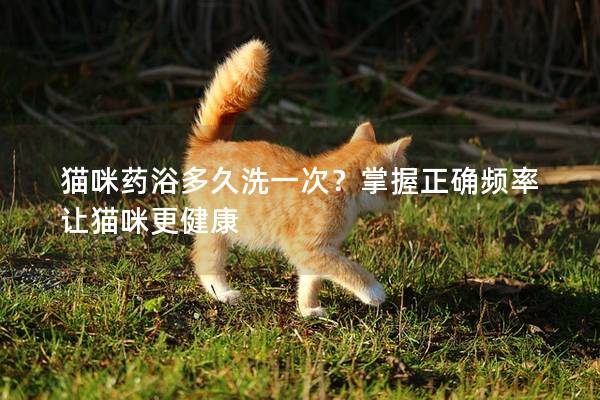 猫咪药浴多久洗一次？掌握正确频率让猫咪更健康