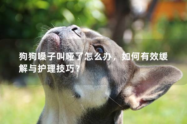 狗狗嗓子叫哑了怎么办，如何有效缓解与护理技巧？