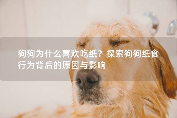 狗狗为什么喜欢吃纸？探索狗狗纸食行为背后的原因与影响