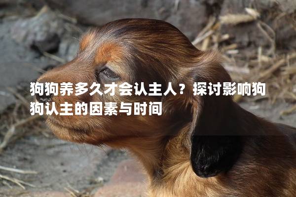 狗狗养多久才会认主人？探讨影响狗狗认主的因素与时间