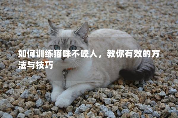 如何训练猫咪不咬人，教你有效的方法与技巧