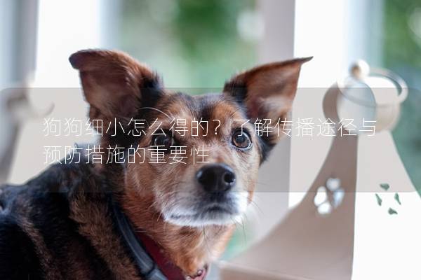 狗狗细小怎么得的？了解传播途径与预防措施的重要性